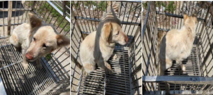 부산동물보호센터_426332202300136